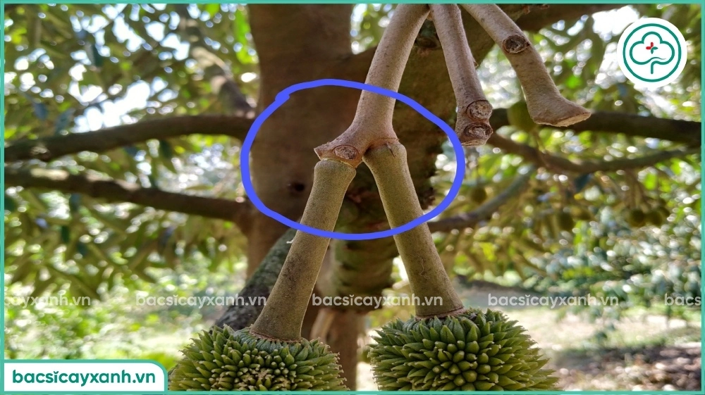 Tầng rời sầu riêng